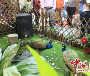 ���Č��Ї������������H�T�Iչ�[���ϵ���I��ɫ��P�c